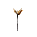 Flor navideña 25cm 0107 champagne/dorado